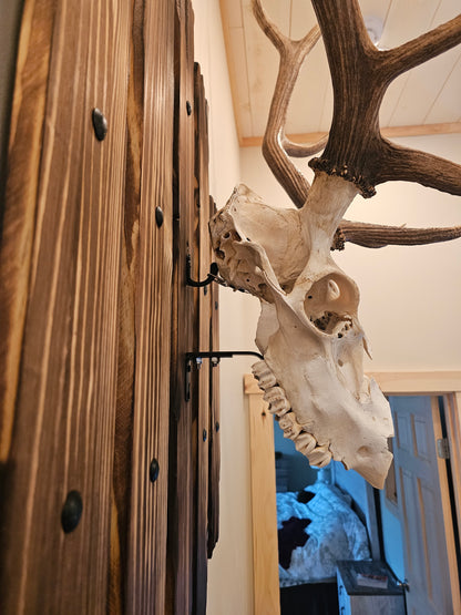 Custom European Elk Mount