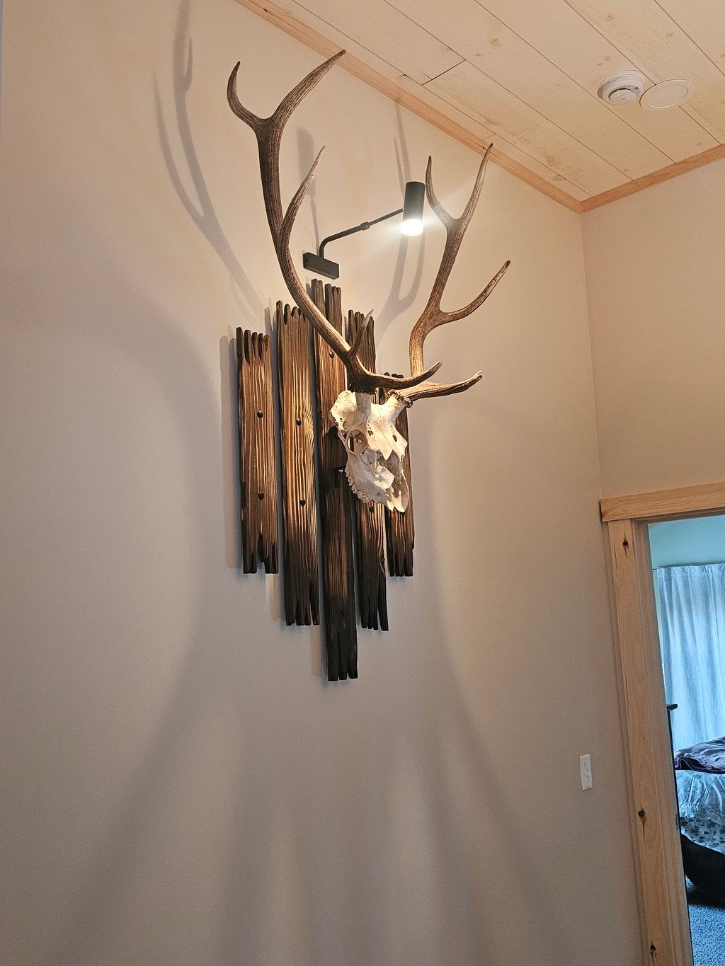 Custom European Elk Mount