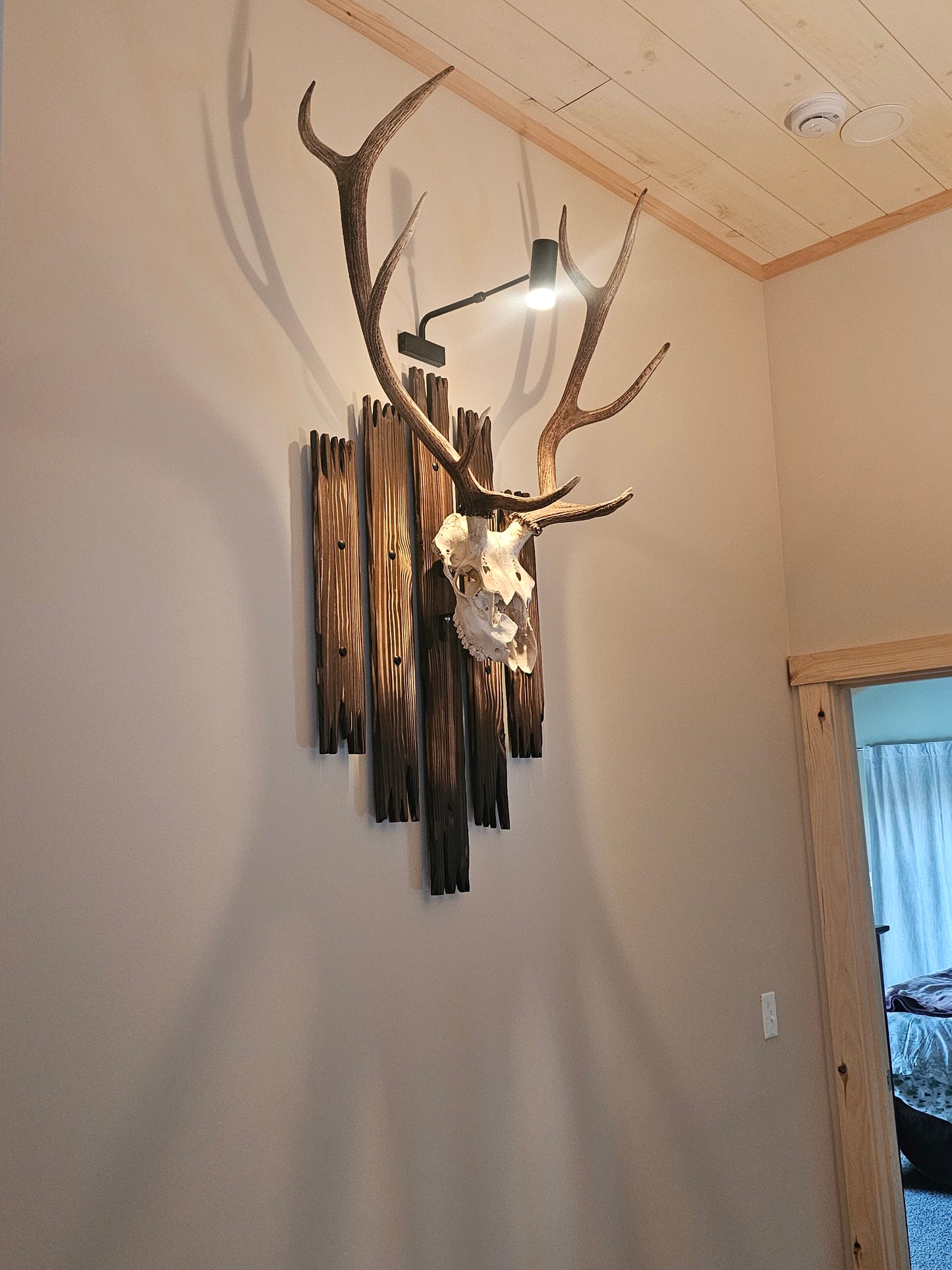 Custom European Elk Mount