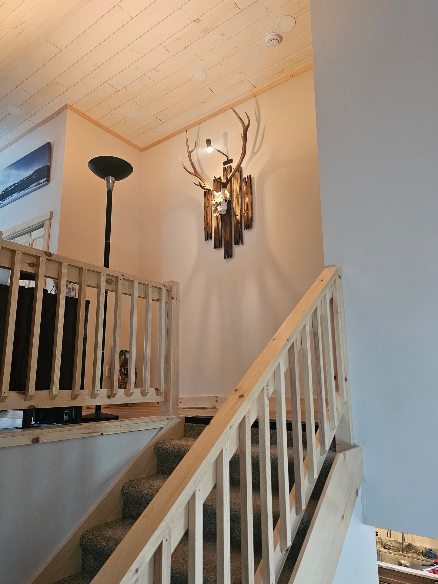 Custom European Elk Mount