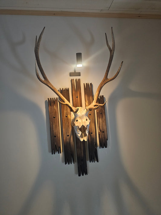 Custom European Elk Mount